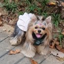 럭키하개 이미지