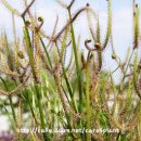 끈끈이주걱(Drosera) 이미지