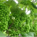 군외중학교 이미지