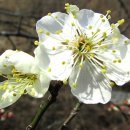 소현1리 이미지