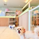 분당어린이공원(어32) | 전문 훈려사님이 직접 운영하는 세곡동 강아지 유치원 디어캐닌, #몽이의 첫 등원기!