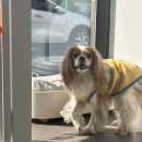 도루몽실 이미지