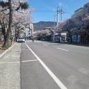 CU(진해로망스점) | 진해 군항제 기본정보 &amp; 야시장 &amp; 주차 &amp; 벚꽃명소 아쉬움이 남았던 평일 관람 후기