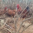 노아농장 이미지