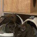 에어묘앤비 이미지