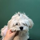 도그반하다 이미지