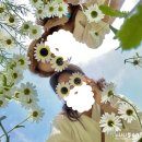 수나니의 5월 6월 일상 - 이탈리아 하이원데이지 민둥산