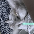 하슬라동물병원 | 강릉 동물병원 강아지 중성화 후기:) 내돈내사 후기