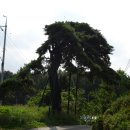 원주굽이길 2코스 700년노송길 이미지