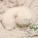 저스트벳 동물병원 이미지