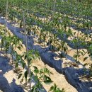 무주솔향기펜션 이미지