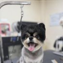 츄펫살롱 이미지