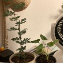 33떡볶이초지역점