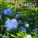 대구 수국 명소 이현공원 개화 상황 실시간 방문 후기
