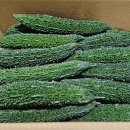여주-0254 Daum카페