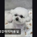 한결강아지미용실 네이버블로그