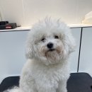 그루밍부스 이미지