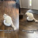 펫드라이브 이미지