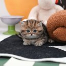 울산 고양이분양 미유펫 이미지