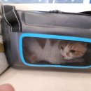 다나동물의료센터 이미지