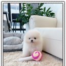 우리집 막둥이 | 우리 집 막둥이를 데려왔어요 전주 강아지분양 온퍼피 강아지분양 전주본점 후기