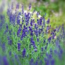 아로마심리상담사 자격과정 이미지