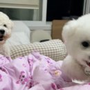 해들유치원 | 수원 반려견 유치원- 컴피그라운드 리얼후기(호텔링)