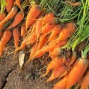 천수골농장6 | 3월 4월 행복텃밭에 심는 채소종류 | 심는시기 당근키우기 쥬스만들기