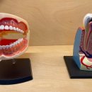 벤처하는 의사들] 바르면 임플란트 없이 ‘치아 재생’… “글로벌 1위 ‘센소다인’ 긴장했죠” 이미지