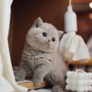 수원고양이분양 나비캣 이미지