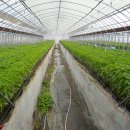 토고미농장 이미지