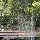 초리 포레스트 이미지