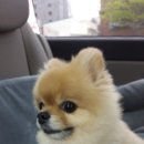 라온펫미용실 이미지