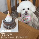 정성스럽개 | 울산 남구 강아지 케이크 정성스럽개 수제간식 전문점