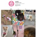 달리는 커피 홍성로데오점 | 부천 애견카페 추천 즐겁개 송내역 근처 깔끔한 애견유치원 겸 카페(오픈 이벤트 중)