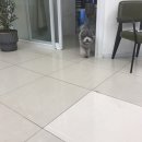 애니네 반려견 미용실 이미지