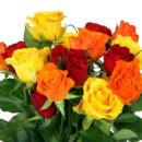 장미무도장 이미지