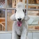 달이네 애견미용실 이미지