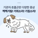 퀙퀙