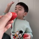 수부길 | 평택 딸기 따기 아기랑 고덕체험팜 나만 몰랐던 꿀팁