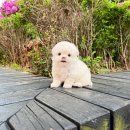 블리독(동대문장안점) 이미지