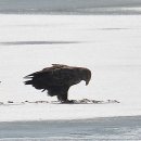 오리사냥 이미지