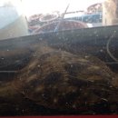 인이수산 이미지