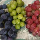 일월성농장 이미지