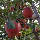 허니농장 이미지