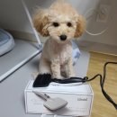 펫이너스