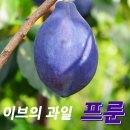 다이어트,고혈압,변비개선,노화방지,눈건강에 좋은 이브의 과일 서양자두 프룬자두를 소개합니다~ 이미지