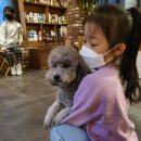 빙고 애견카페 이미지