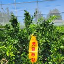 서귀포 풋귤(청귤) 품절 되었습니다. 이미지