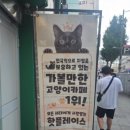 집사의하루 - 성남시 수정구 위례광장로 300 | 집사의 하루 후기, 방문만 해도 유기묘에게 도움이 되는 고양이 카페